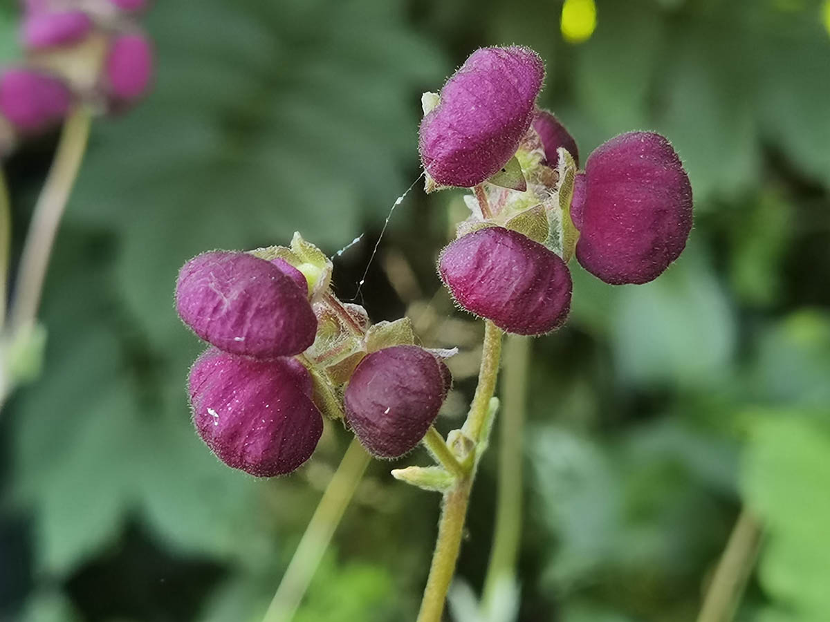 Calceolaria arachnoidea 8